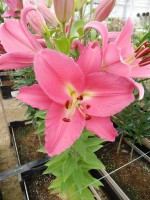 [4597 VZ W06 0496-01 Mundana No02.JPG]